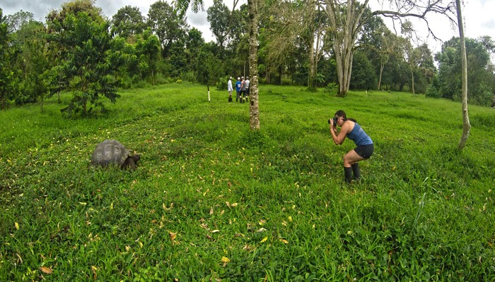 Galapagos Islands _ Giant Tortoise _ Sustainable Land-Based Tours